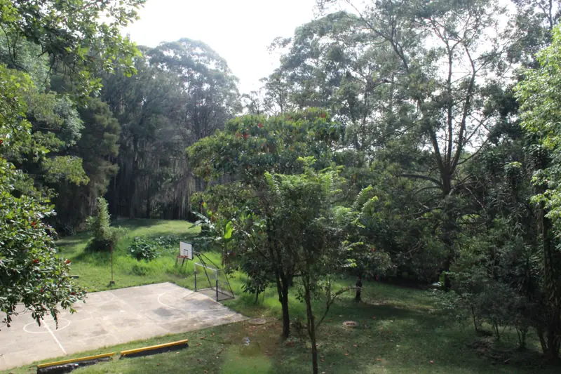Cancha rodeada de bosque